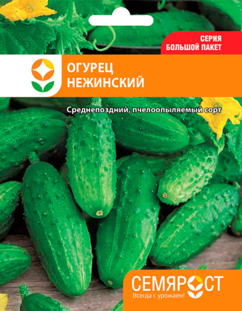 ogurec nezhiinski semrost-34-04-ru.indd-1